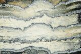 Mammoth Molar Slice With Case - South Carolina #349973-2